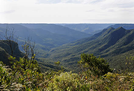 : Pró-Mata – pour la forêtEn 1996, le projet Pró-Mata a été lancé par l'Université brésilienne pontificale catholique du Rio Grande do Sul (PUCRS) en collaboration avec STIHL et avec l'Université Eberhard Karl de Tübingen. Littéralement, « pró mata » signifie « pour la forêt ». L'objectif de ce projet est de reboiser les montagnes côtières d'une région située dans l'État de Rio Grande do Sul en y implantant une forêt mixte d'araucarias. Les araucarias sont les plus vieux conifères du monde. Autrefois très répandus, la forte demande de bois de l'araucaria a presque conduit à sa déforestation complète.Au début du projet, on savait peu de chose sur l'écosystème de la forêt d'araucarias. La condition préalable à un reboisement consistait donc à analyser précisément les peuplements restants. Depuis lors, des scientifiques et des étudiants de l'Université PUCRS de Porto Alegre, de l'Université de Tübingen et d'autres partenaires travaillent main dans la main sur des projets communs sur le site de l'aire protégée. Afin de faciliter la recherche sur place, une station de recherche avec laboratoires, salles de cours et hébergement pour 65 personnes a été érigée. Les recherches menées portent essentiellement sur la biodiversité, les relations entre les espèces animales et végétales, l'écophysiologie et la diversité génétique des araucarias. De nombreuses thèses de fin d'études, thèses de doctorat et monographies ont été rédigées à la suite des séjours de recherche effectués. STIHL a financé en grande partie l'achat de la réserve forestière et a depuis continué à apporter son soutien au projet par des dons en nature.